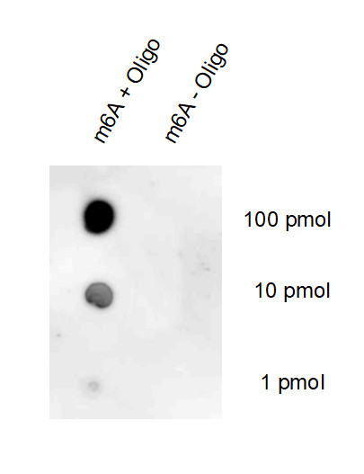 m6A Recombinant rabbit - image 1